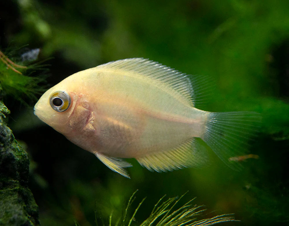 Severum Or (Jeune) - NageoireBleue