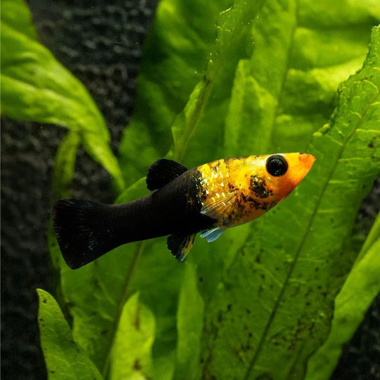 Molly "Gold dust"