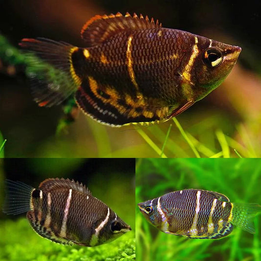 Gourami Chocolat - NageoireBleue