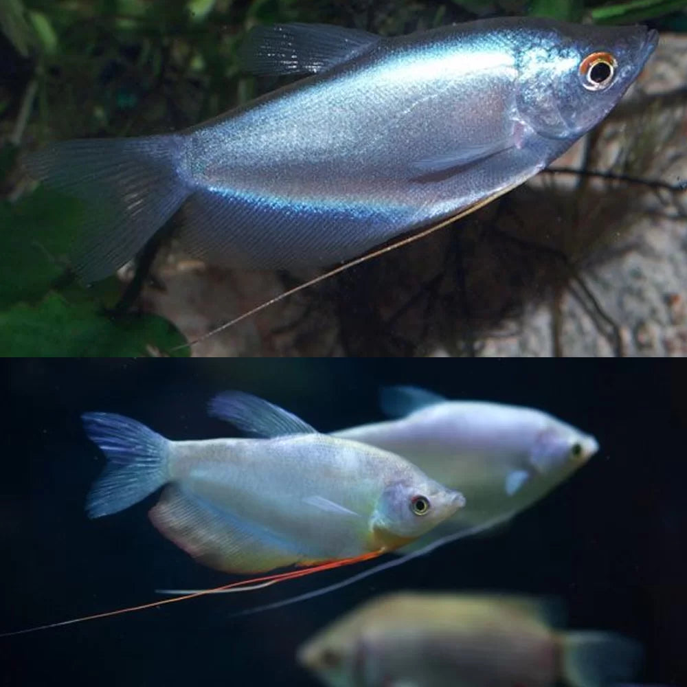 Gourami clair de lune (Adulte)