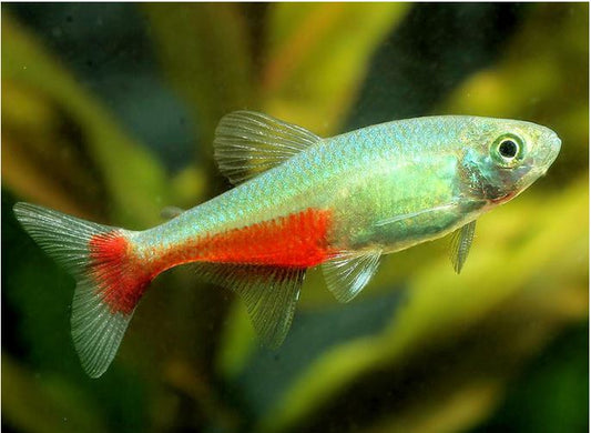 Tetra feux vert - NageoireBleue