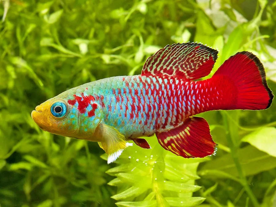 Guenther’s Red Killifish (Nothobranchius guentheri)