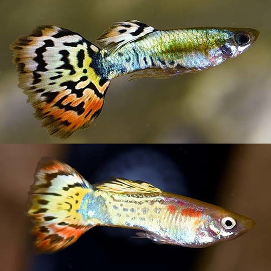 Guppy tigre (mâle) - NageoireBleue