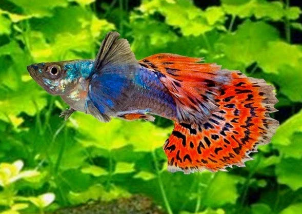 Guppy "Elephant ear mosaic" (Mâle) (Disponible en magasin le dimanche 22 février 2026) - NageoireBleue