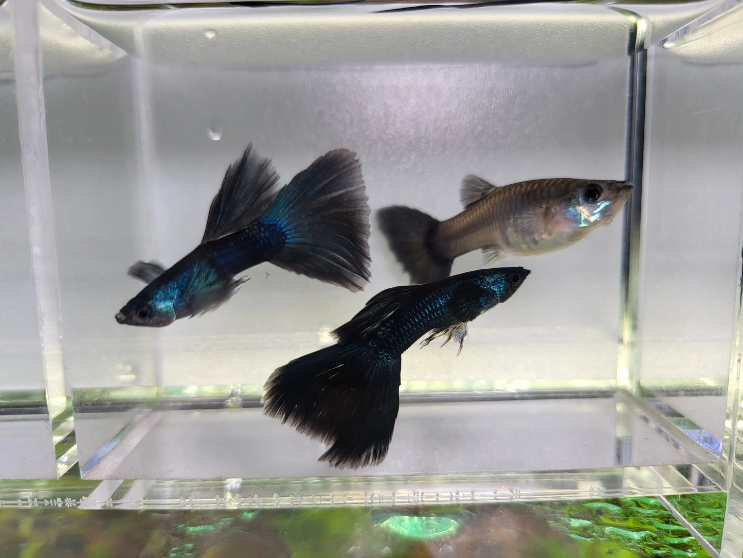 Guppy "green moscow" - NageoireBleue