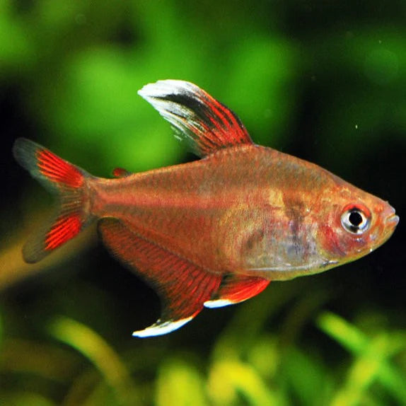 Tetra Rosy Fin (Livraison Seulement) - NageoireBleue