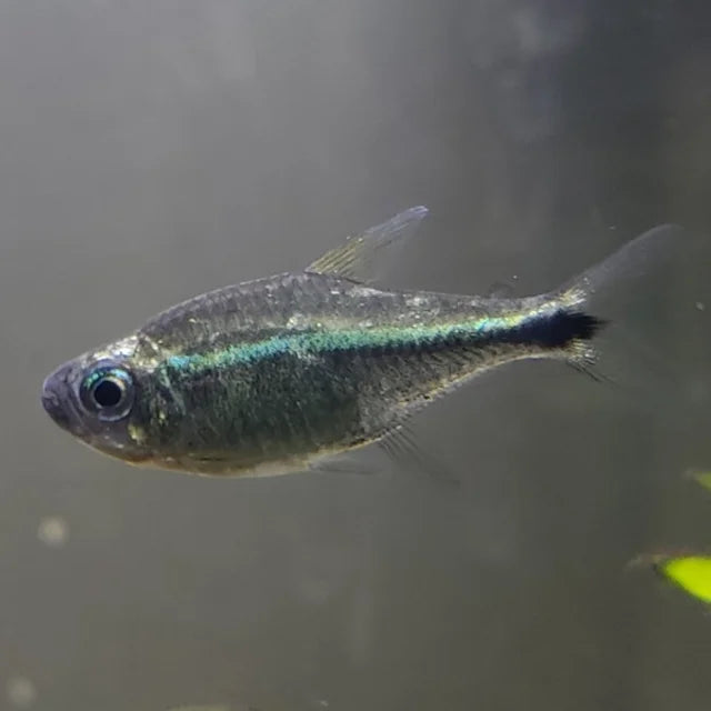 Tétra Mauve (Hyphessobrycon metae) - NageoireBleue