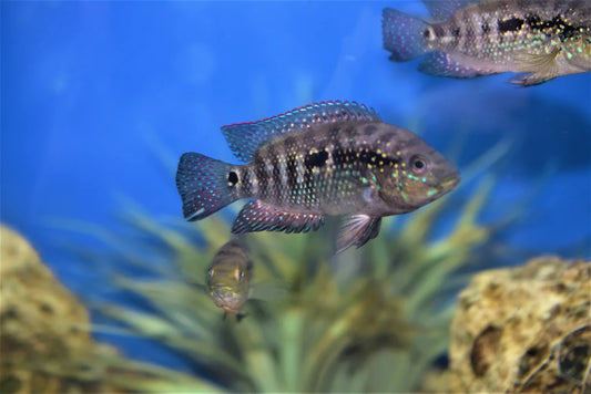Jack Dempsey juvéniles
