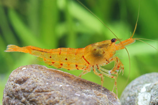 Crevette tangerine tiger - NageoireBleue