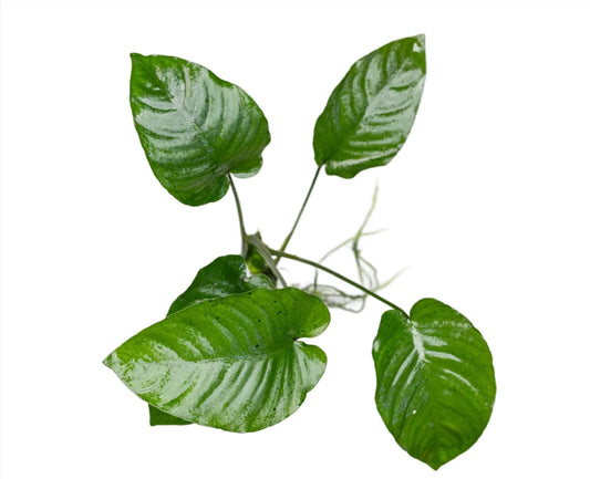 Anubia Broad leaf  XL - NageoireBleue