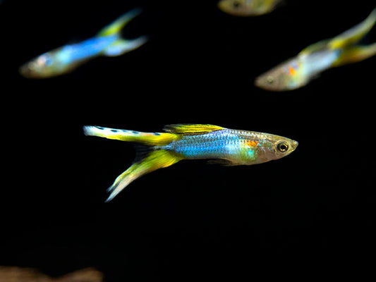Japan blue Double Sword Endler - NageoireBleue