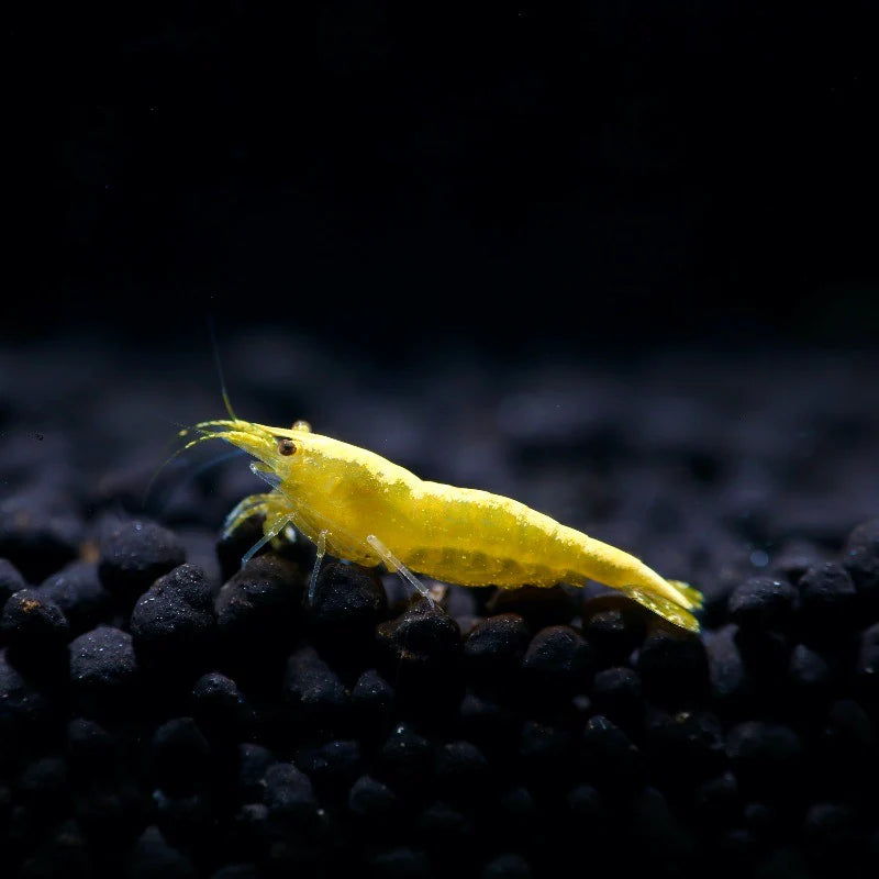 Crevette jaune Golden Back - NageoireBleue