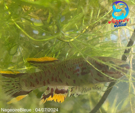 Killifish Fundulopanchax Gardenri - NageoireBleue