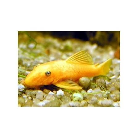 Ancistrus Lemon Eye L144 femelle adultes