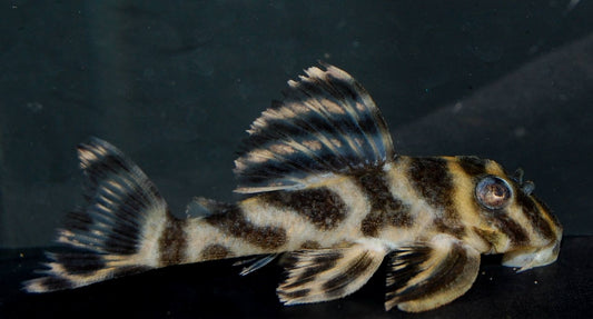 Pleco L-199 - NageoireBleue
