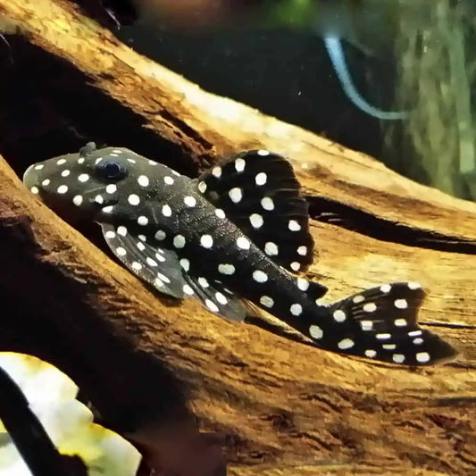 Pleco L201