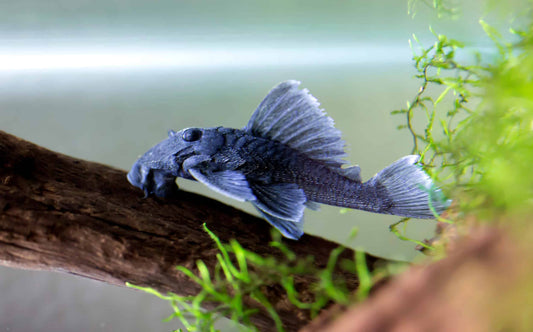Pleco Bleue Panaque (Large) - NageoireBleue