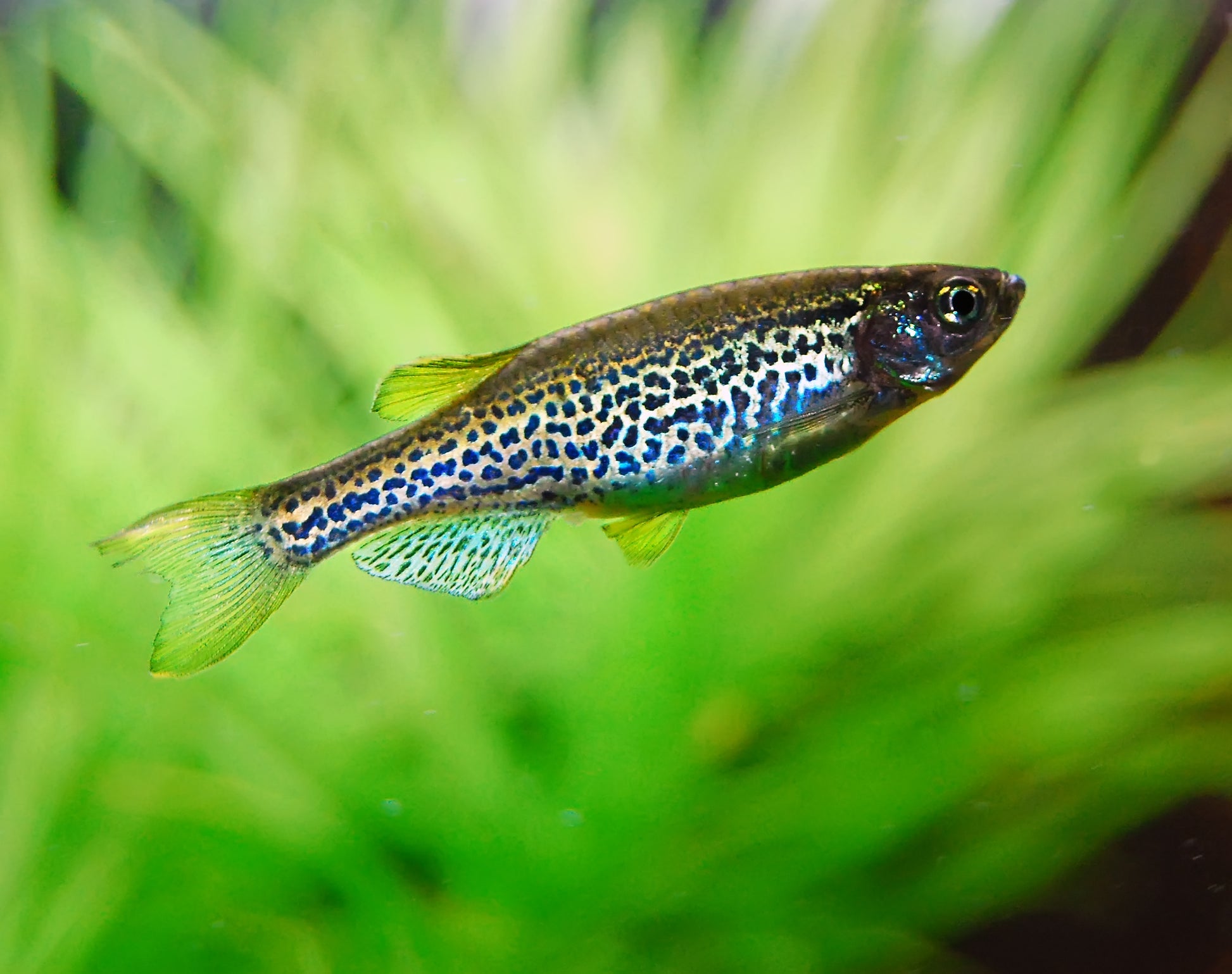 Danio Leopard - NageoireBleue