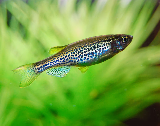 Danio Leopard - NageoireBleue