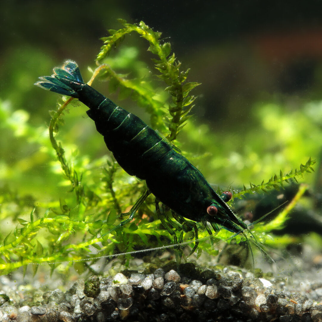 Crevette Verte Malachite - NageoireBleue