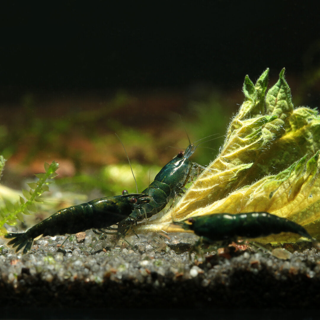 Crevette Verte Malachite - NageoireBleue