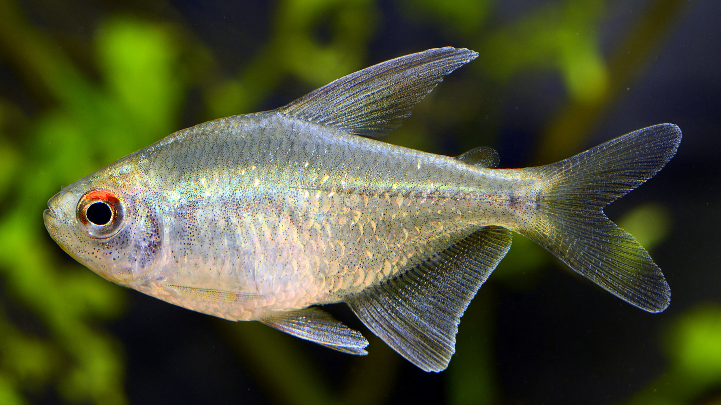 Black Diamond Tetra