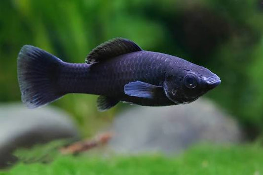 Molly noir