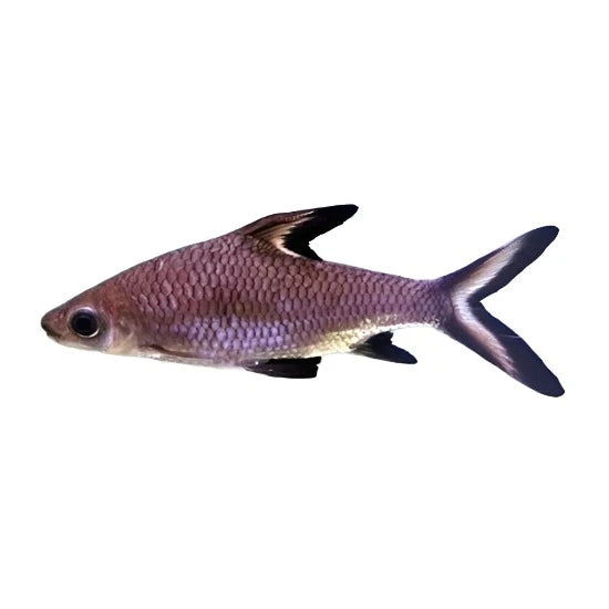 Balantiocheilos melanopterus - Bala Requin - NageoireBleue