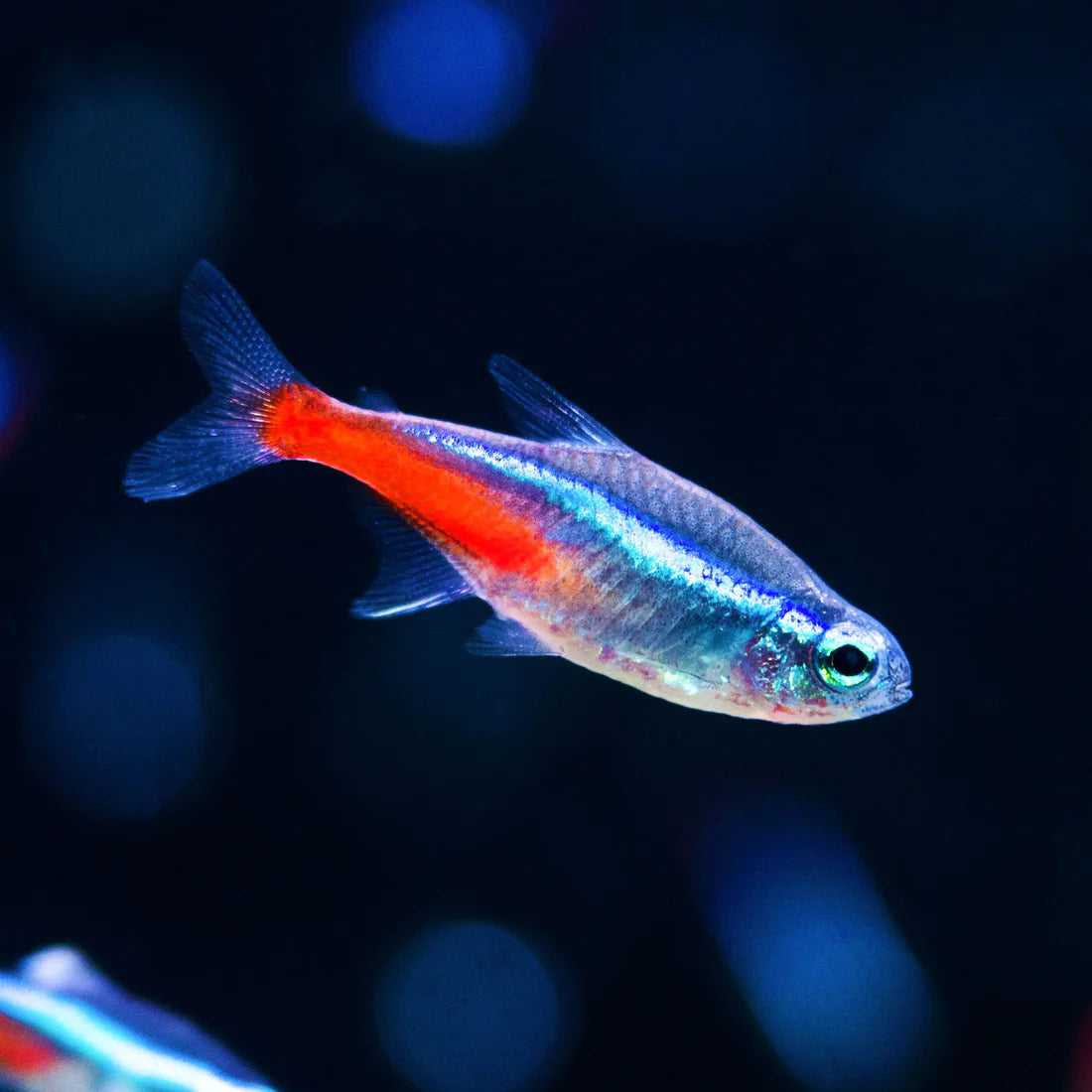 Neon Tetra (Paracheirodon innesi)