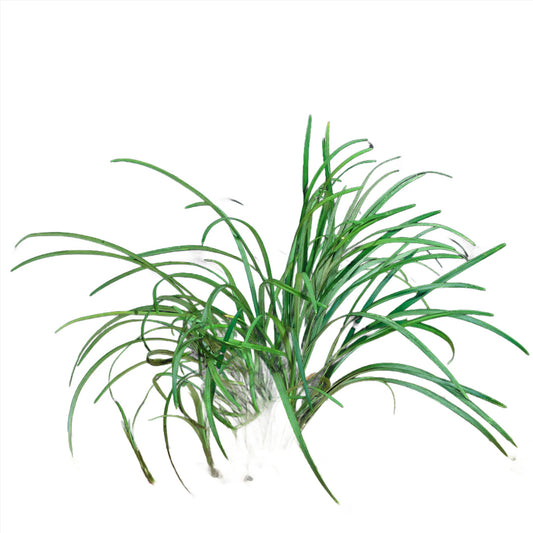 Ophiopogon Japonica - NageoireBleue
