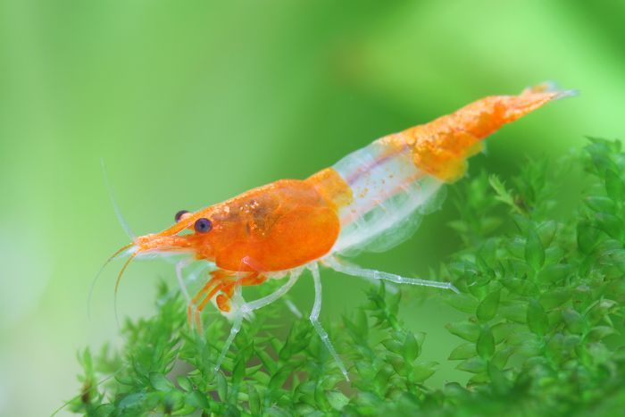 Crevette orange Rili - NageoireBleue