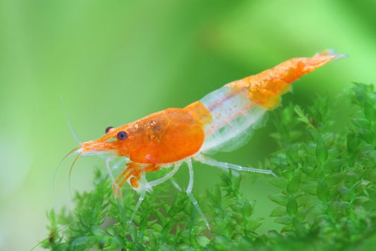 Crevette orange Rili de NageoireBleue, crustacé coloré avec motifs rili distinctifs, nageant dans un aquarium.