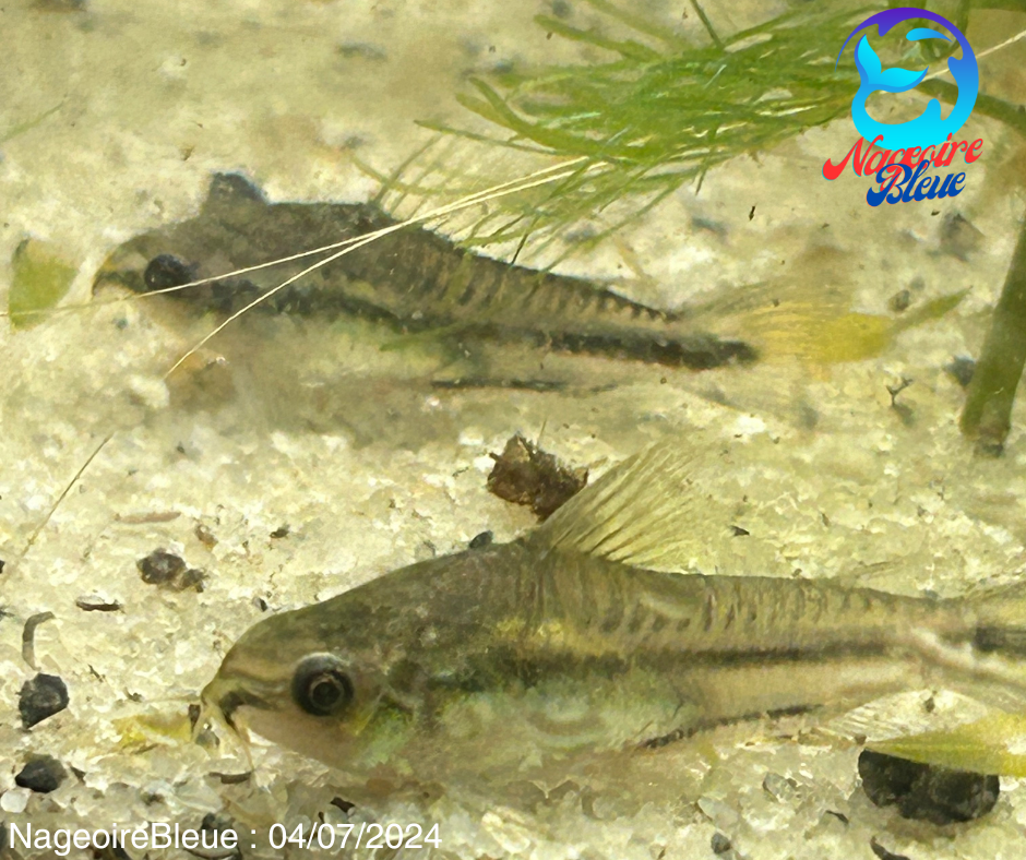 Cory Pygmy (Corydoras Pygmaeus) (NAIN) - NageoireBleue