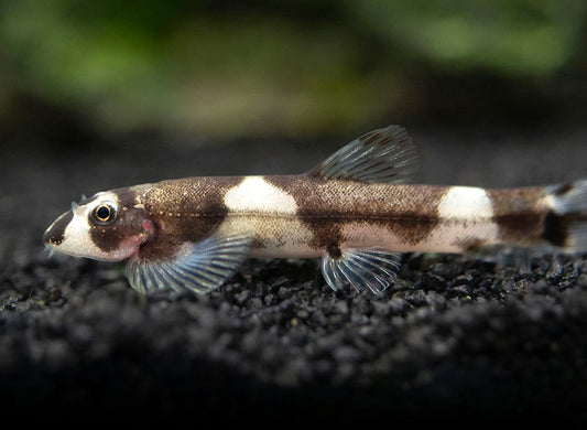 Panda loach