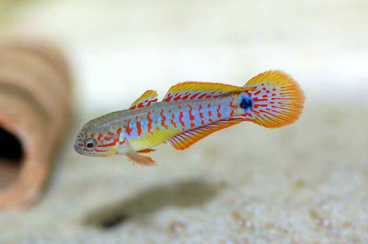 Gudgeon Peacock - NageoireBleue