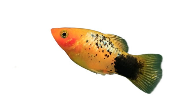 Platy Toxedo ( Les couleurs peuvent varier ) - NageoireBleue