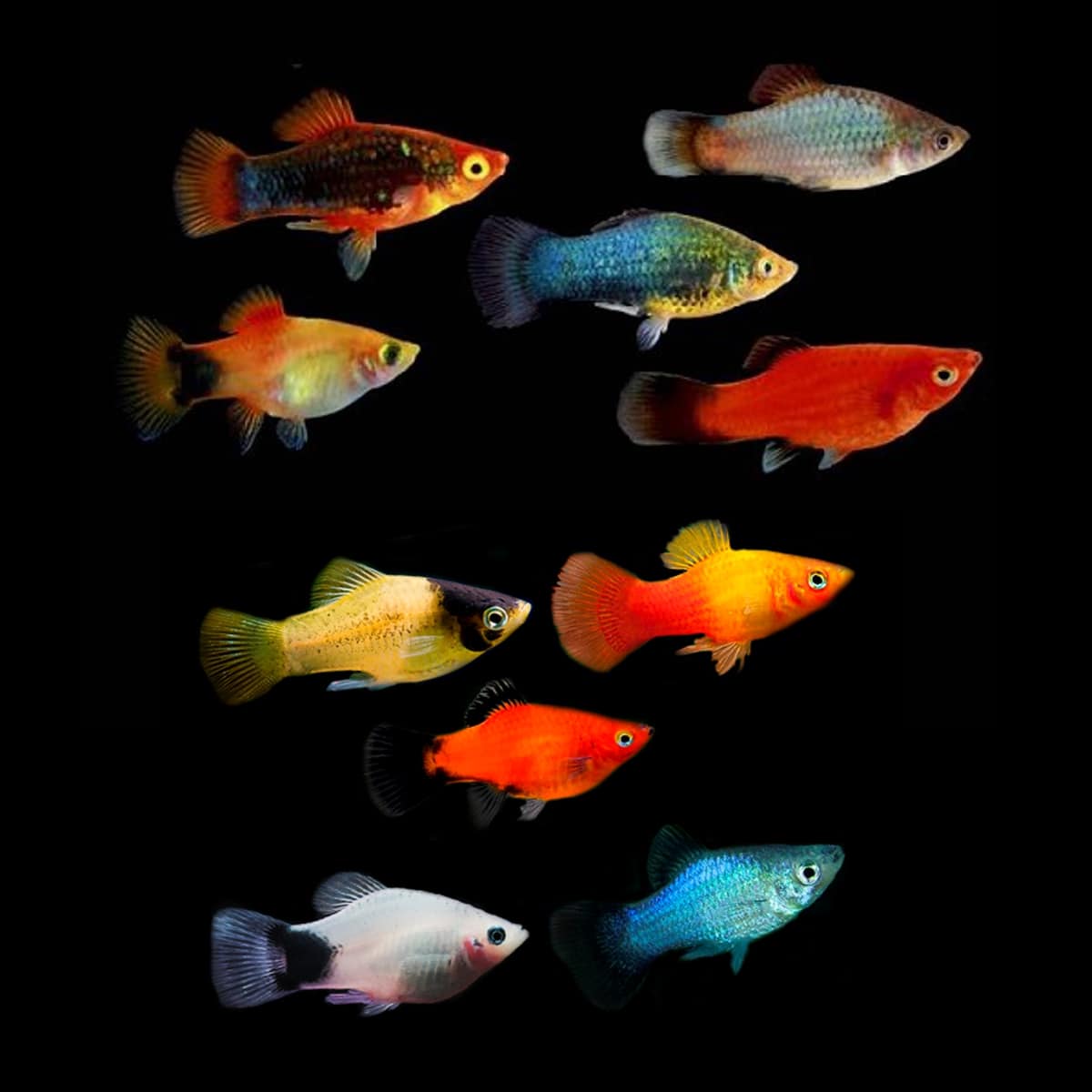 Platy Mix - NageoireBleue