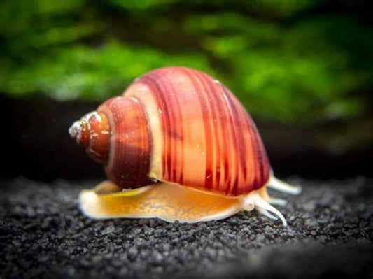 Escargot Pomme - NageoireBleue