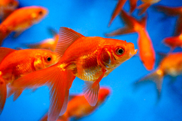 Poisson rouge à queue en éventail (Fantail) - NageoireBleue