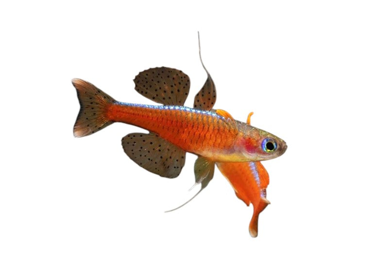 Pseudomugil luminatus - NageoireBleue