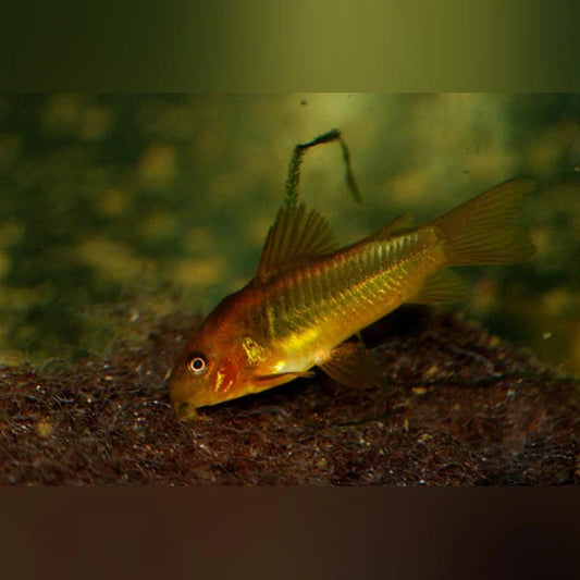 Corydoras Red laser CW014