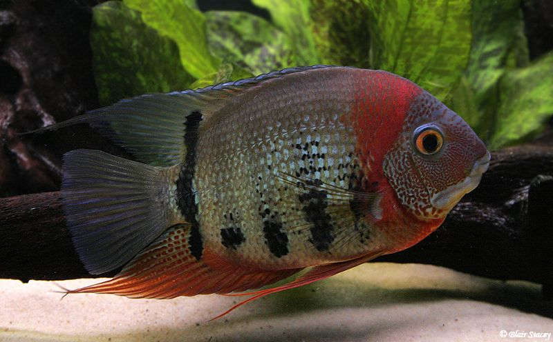 Severum "Red Neck" 3-4 pouces
