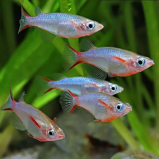 Rice fish