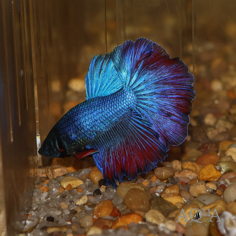 Betta à queue rose pétale (Photo à titre indicatif, les couleurs peuvent varier)