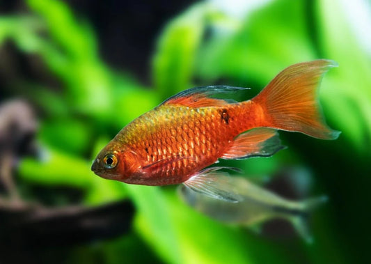 Barb Rosy Hi FIn - NageoireBleue