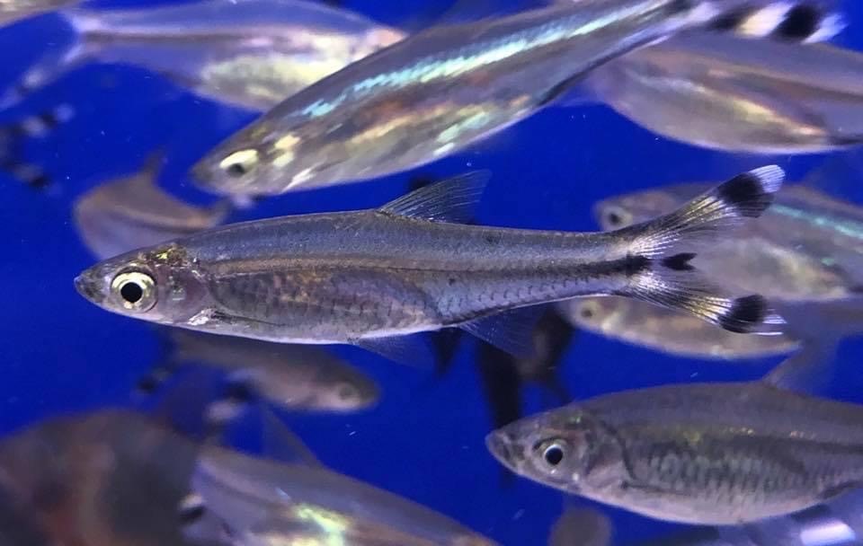 Rasbora à queue en ciseaux