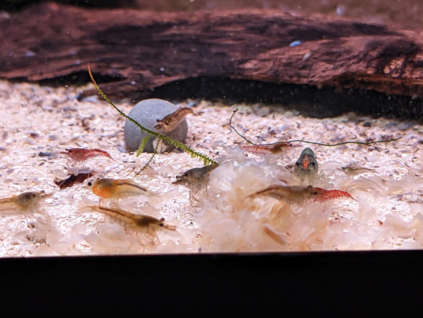 Crevettes déclassées