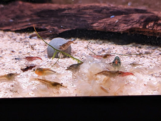 Crevettes déclassées