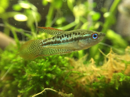 Gourami Pigmy - NageoireBleue