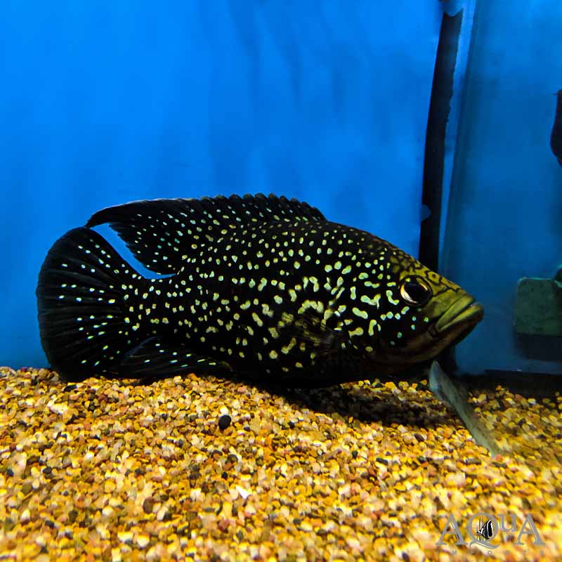 Cichlidé diamant noir (3-4 pouces)